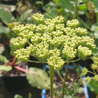 Cenolophium denudatum